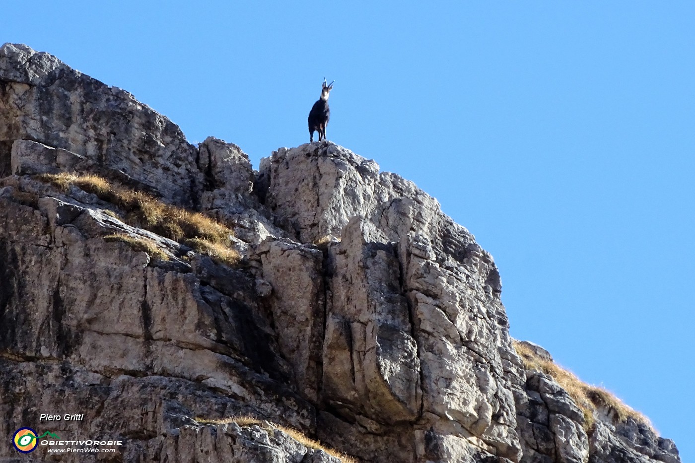 27 Un camoscio di vedetta sui contrafforti rocciosi del Monte Arale.JPG